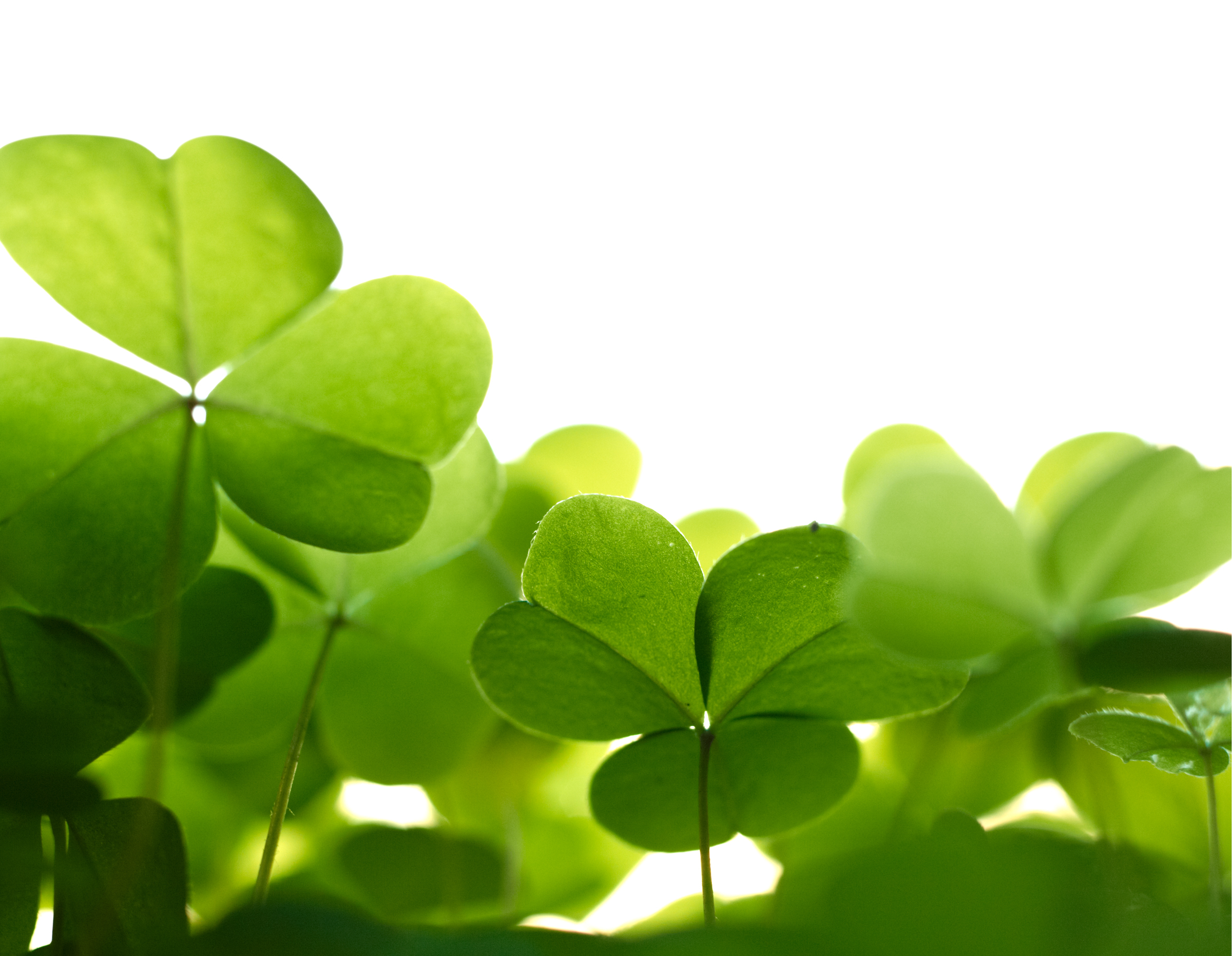 Top Ways to Celebrate St Patricks Day in San Diego